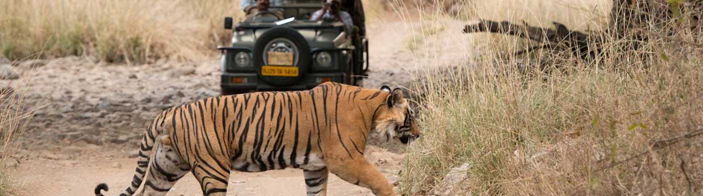 India Tigri e Parchi Nazionali
