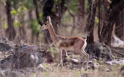 Gajner Wildlife Sanctuary