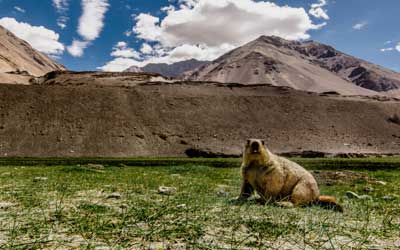 Hemis National Park