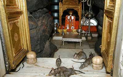 Karni Mata Temple