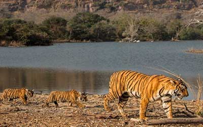 Ranthambore National Park