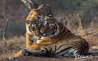 Ranthambore