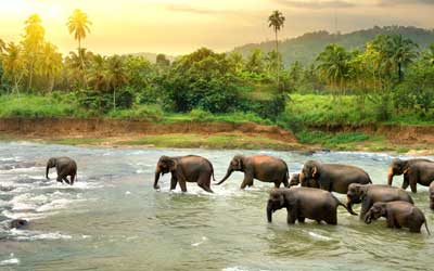 Thekkady