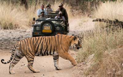 India tigri e parchi nazionali viaggio